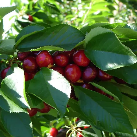 Apartment Abuela Pastora