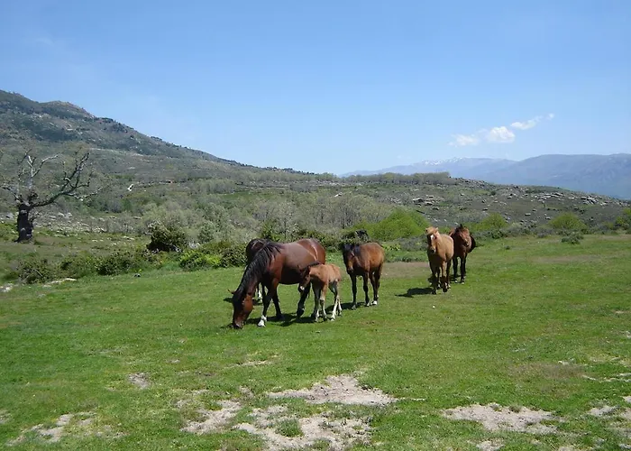 Abuela Pastora Apartment El Torno (Extremadura)