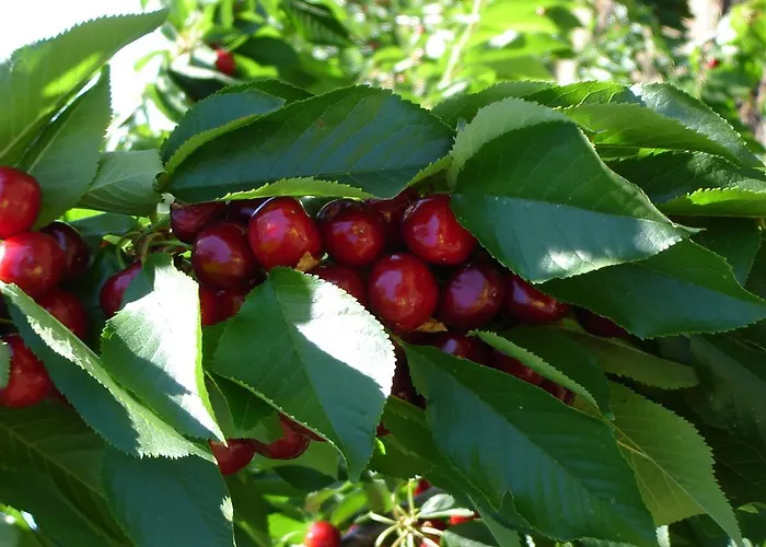Apartment Abuela Pastora